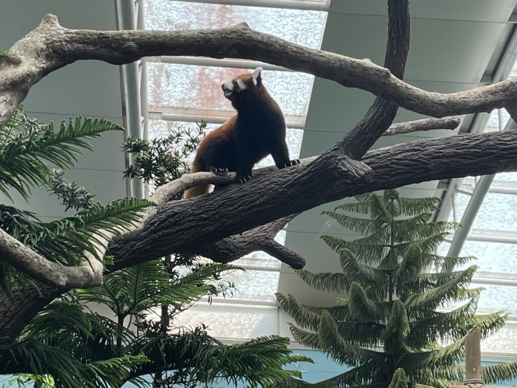 レッサーパンダ
