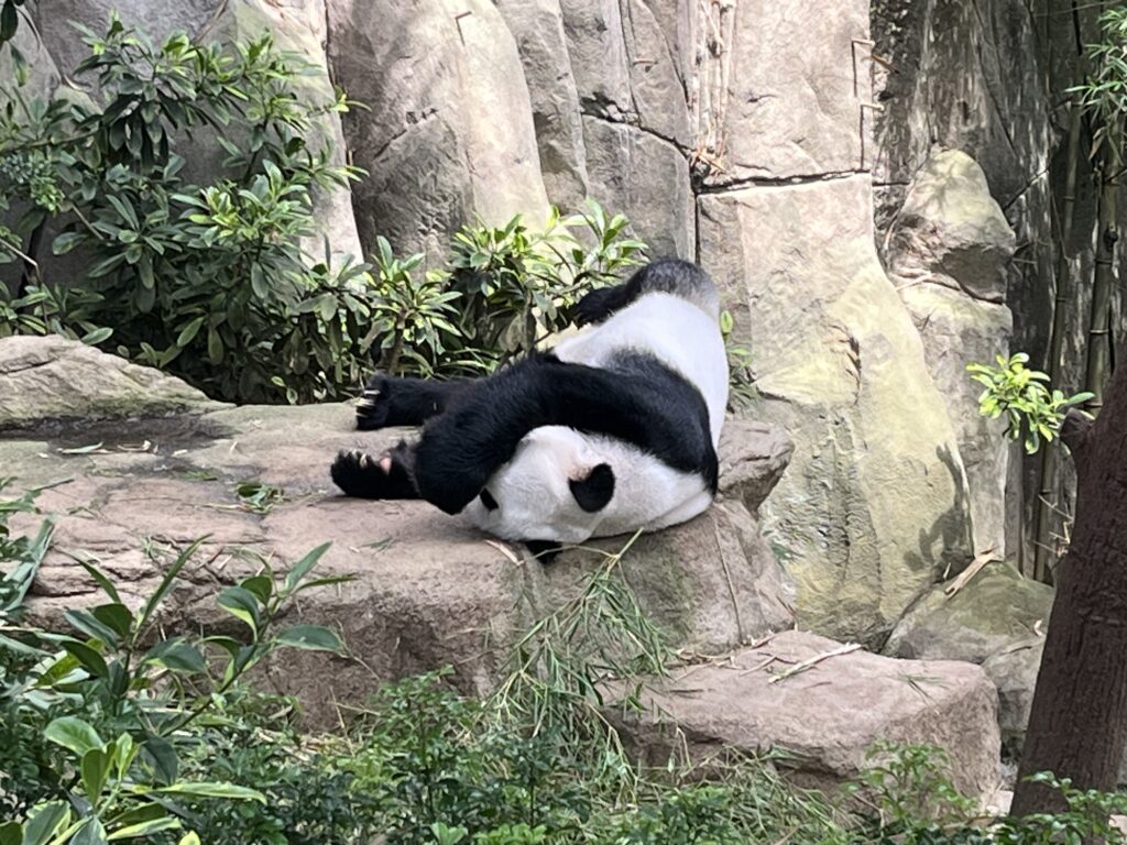 パンダ